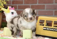 TOY AUSSIEDOODLE CHOC MERLE FEMALE 207, a female Aussiedoodle for sale in Pittsburg, KS – 3 of 4