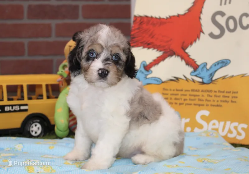 BLUE MERLE/WHITE MALE COCKAPOO 104 – Cockapoo puppy for sale in Pittsburg, KS