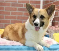 SABLE/WHITE FEMALE AUGGIE 988, a male Australian Shepherd and Pembroke Welsh Corgi for sale in Pittsburg, KS – 9 of 10