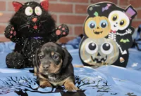BLACK/TAN MALE DACHSHUND 3020, a male Miniature Dachshund for sale in Pittsburg, KS – 2 of 4