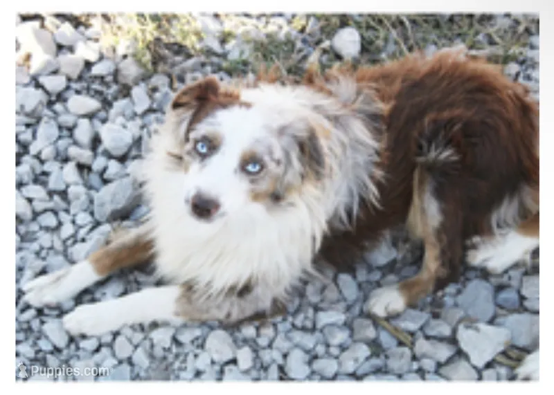 Mini Red Merle Mini Australian Shepherd – Australian Shepherd puppy for sale in Pittsburg, KS