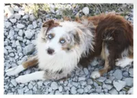 Mini Red Merle Mini Australian Shepherd, a male Australian Shepherd for sale in Pittsburg, KS – 1 of 1