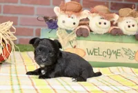 BLACK MORKIE MALE 3043, a male Morkie for sale in Pittsburg, KS – 2 of 5