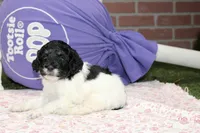 BLACK/WHITE FEMALE COCKAPOO 105, a female Cockapoo for sale in Pittsburg, KS – 2 of 4