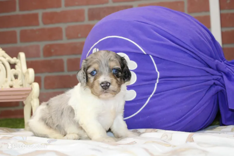 BLUE MERLE/WHITE MALE COCKAPOO 101 – Cockapoo puppy for sale in Pittsburg, KS