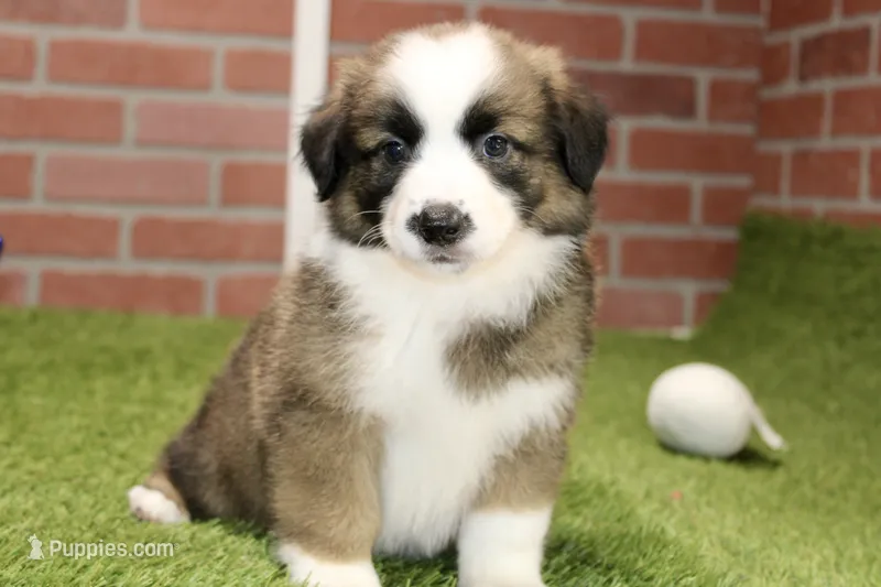 SABLE/WHITE MALE 986 – Australian Shepherd, Pembroke Welsh Corgi puppy for sale in Pittsburg, KS