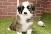 SABLE/WHITE MALE 986, a male Australian Shepherd and Pembroke Welsh Corgi for sale in Pittsburg, KS – 1 of 4