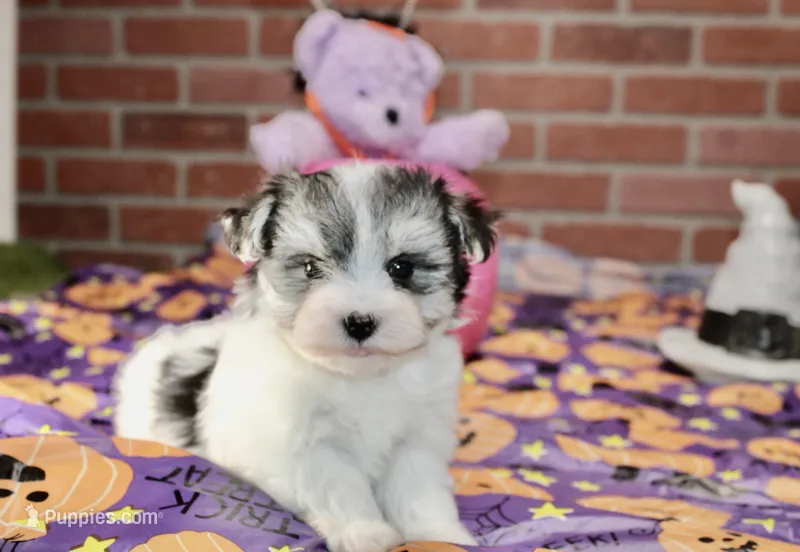 TRI COLORED MORKIE FEMALE 3028 – Morkie puppy for sale in Pittsburg, KS