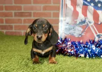 BLACK/TAN MALE 895, a male Dachshund for sale in Pittsburg, KS – 4 of 4