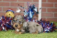 SILVER DAPPLE MALE 081, a male Dachshund for sale in Pittsburg, KS – 2 of 4