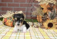 TRI MORKIE FEMALE 3038, a female Morkie for sale in Pittsburg, KS – 4 of 5
