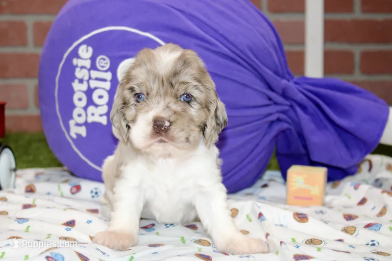 LAVENDER/WHITE COCKER FEMALE 093 – Cocker Spaniel puppy for sale in Pittsburg, KS