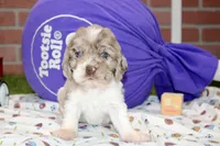 LAVENDER/WHITE COCKER FEMALE 093, a male Cocker Spaniel for sale in Pittsburg, KS – 1 of 4