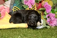 BLACK MALE 017, a male Cocker Spaniel for sale in Pittsburg, KS – 4 of 7