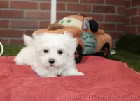WHITE MALE MALTESE 3127, a male Maltese for sale in Pittsburg, KS – 3 of 4