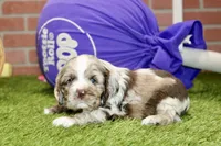 CHOCOLATE MERLE COCKER FEMALE, a female Cocker Spaniel for sale in Pittsburg, KS – 3 of 4