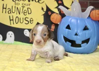 LILAC DAPPLE PIED MALE DACHSHUND 021, a male Miniature Dachshund for sale in Pittsburg, KS – 1 of 5