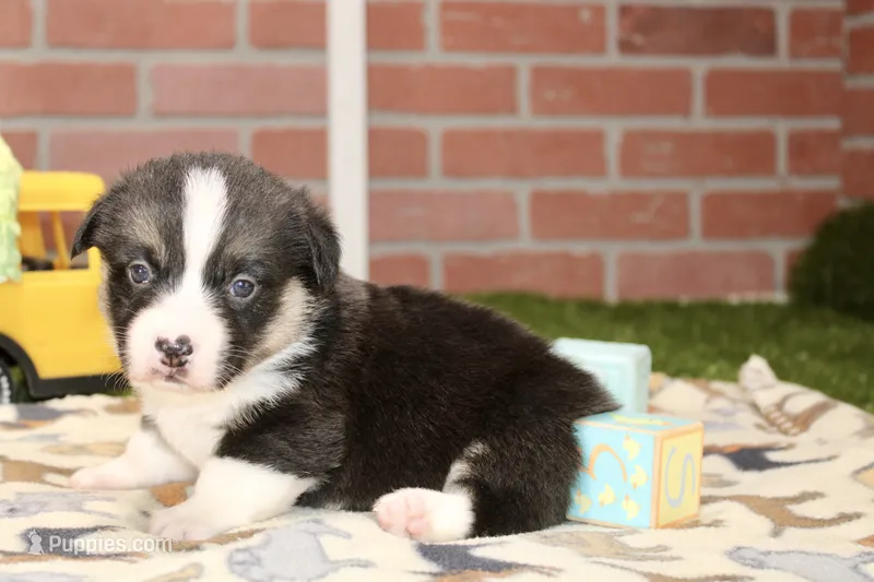 PEMBROKE CARDIGAN CORGI MALE 3171 – Cardigan Welsh Corgi, Pembroke Welsh Corgi puppy for sale in Pittsburg, KS