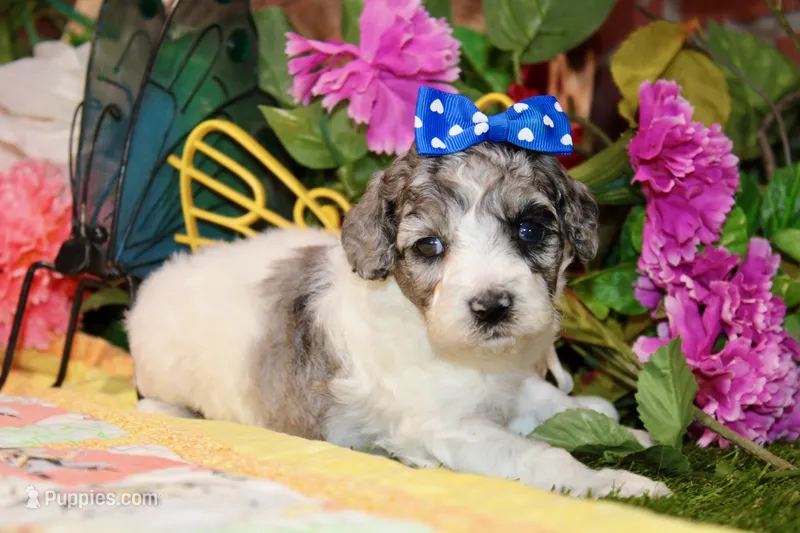 WHITE AND MERLE FEMALE 968 – Cockapoo puppy for sale in Pittsburg, KS