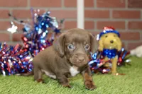 CHOCOLATE MALE 084, a male Dachshund for sale in Pittsburg, KS – 2 of 4