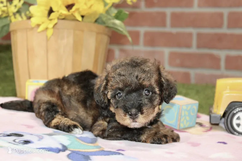 BLACK/BROWN FEMALE YORKIEPOO 178 – Yorkipoo puppy for sale in Pittsburg, KS