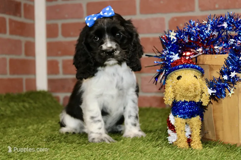 BLACK/WHITE FEMALE 995 – Cocker Spaniel puppy for sale in Pittsburg, KS