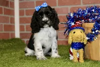 BLACK/WHITE FEMALE 995, a female Cocker Spaniel for sale in Pittsburg, KS – 1 of 4