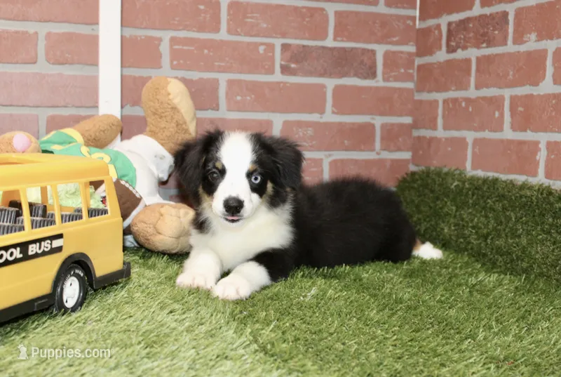 Toy Auggie – Australian Shepherd, Pembroke Welsh Corgi puppy for sale in Pittsburg, KS