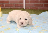 CREAM COCKAPOO MALE 201, a male Cockapoo for sale in Pittsburg, KS – 4 of 4