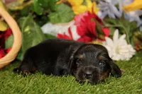  AKC BLACK/TAN MALE 013, a male Dachshund for sale in Pittsburg, KS – 2 of 6