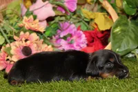  AKC BLACK/TAN MALE 013, a male Dachshund for sale in Pittsburg, KS – 4 of 6