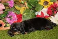  AKC BLACK/TAN MALE 013, a male Dachshund for sale in Pittsburg, KS – 3 of 6