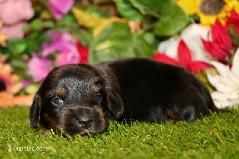  AKC BLACK/TAN MALE 013 – Dachshund puppy for sale in Pittsburg, KS