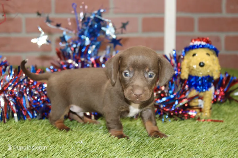 CHOCOLATE MALE 084 – Dachshund puppy for sale in Pittsburg, KS