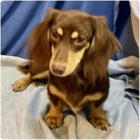 AKC CREAM MALE 011, a male Dachshund for sale in Pittsburg, KS – 6 of 6
