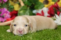 AKC CREAM MALE 011, a male Dachshund for sale in Pittsburg, KS – 2 of 6