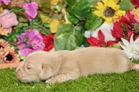 AKC CREAM MALE 011, a male Dachshund for sale in Pittsburg, KS – 4 of 6