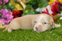 AKC CREAM MALE 011, a male Dachshund for sale in Pittsburg, KS – 3 of 6