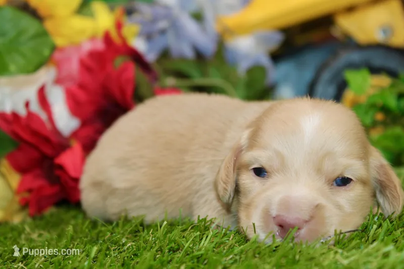 AKC CREAM MALE 011, a male Dachshund for sale in Pittsburg, KS – 1 of 6