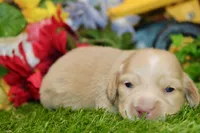 AKC CREAM MALE 011, a male Dachshund for sale in Pittsburg, KS – 1 of 6