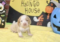 CREAM/WHITE DAPPLE MALE DACHSHUND 023, a male Miniature Dachshund for sale in Pittsburg, KS – 3 of 5