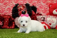 processed/8434c1e3-3117-4f86-8222-c838ca908755/listing/7629a413-2cad-4c46-81f3-22a0d4f06d75/aa85c2a0-14a6-4a00-b0c3-8190691b17aa