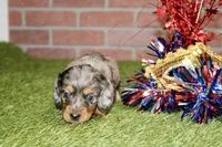 SILVER DAPPLE MALE 081, a male Dachshund for sale in Pittsburg, KS – 4 of 4