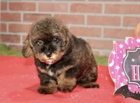 BLACK/BROWN FEMALE YORKIEPOO 178, a female Yorkipoo for sale in Pittsburg, KS – 2 of 8