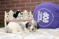 BLUE MERLE/WHITE MALE COCKAPOO 104, a male Cockapoo for sale in Pittsburg, KS – 2 of 4