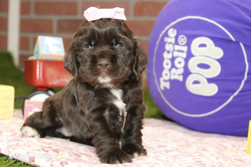   CHOCOLATE FEMALE COCKER 095 – Cocker Spaniel puppy for sale in Pittsburg, KS