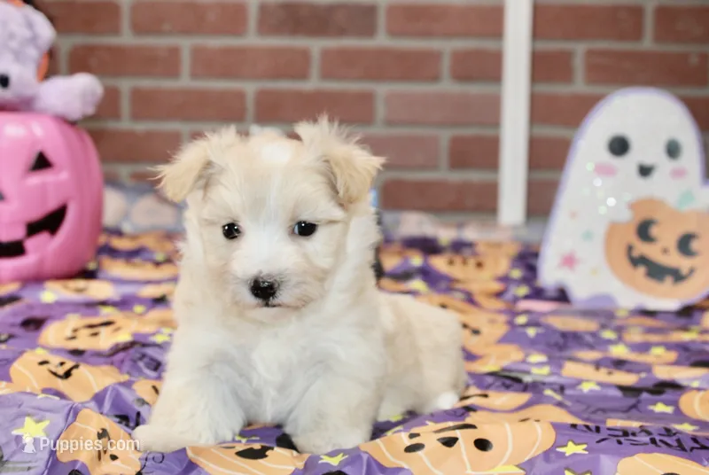 CREAM/WHITE MORKIE FEMALE 3029 – Morkie puppy for sale in Pittsburg, KS