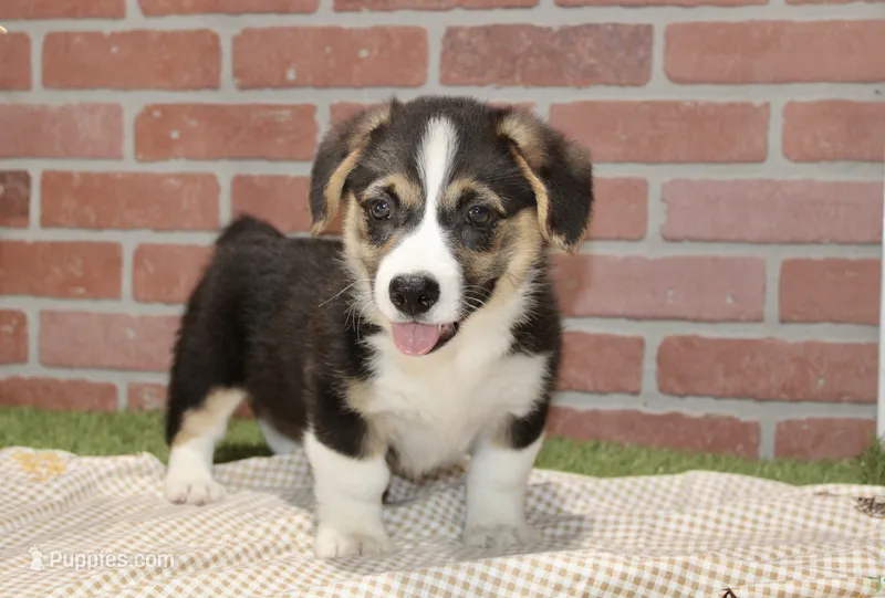 PEMBROKE CARDIGAN CORGI MALE 3171 – Cardigan Welsh Corgi, Pembroke Welsh Corgi puppy for sale in Pittsburg, KS