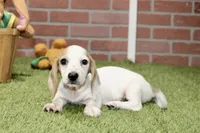CREAM PIEBALD MALE DACHSHUND 123, a male Miniature Dachshund for sale in Pittsburg, KS – 7 of 8