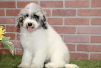 WHITE AND MERLE FEMALE 968, a female Cockapoo for sale in Pittsburg, KS – 5 of 10